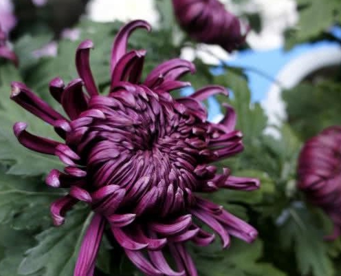 喜欢菊花吗?那就养盆"墨菊",花大色艳,高贵典雅,养护简单