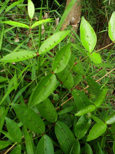 神奇的两面针中草药,价值极高,野外碰到要珍惜