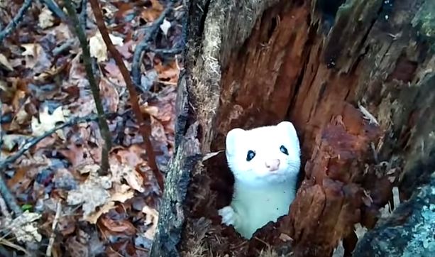 小白貂全身雪白,乌黑的眼睛一眨一眨的,模样可爱极了.