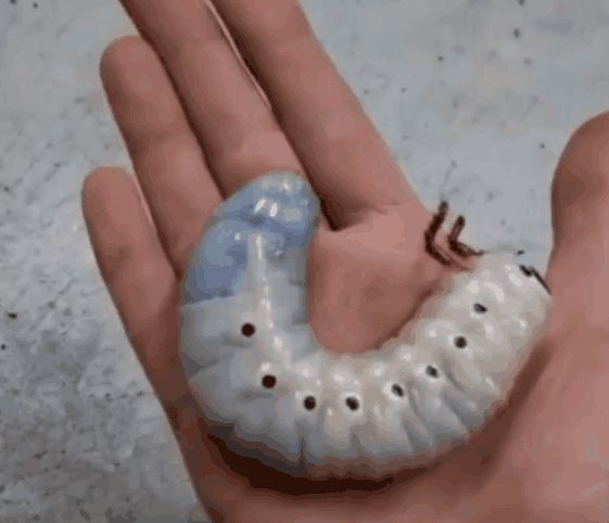 刨出小虫, 数日的演变却不知是何生物, 细看后顿时懵了|独角仙|虫子