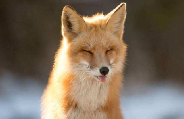 男子带回一只狐狸,猫咪以为是送给它的玩具,这场面太搞笑了!