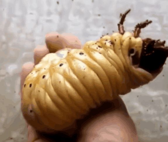 刨出小虫, 数日的演变却不知是何生物, 细看后顿时懵了|独角仙|虫子