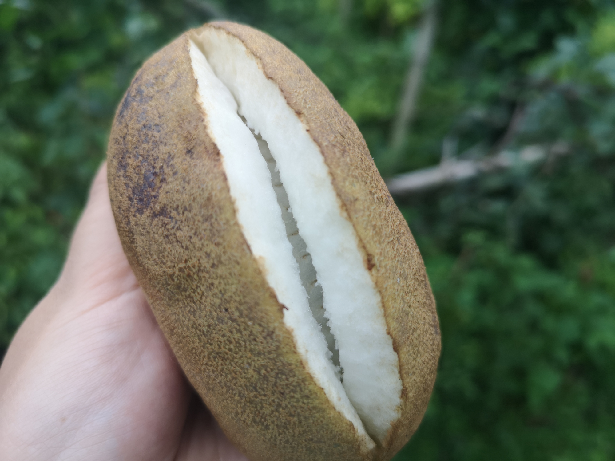 分别是八月瓜,血藤果还有白皮百香果.