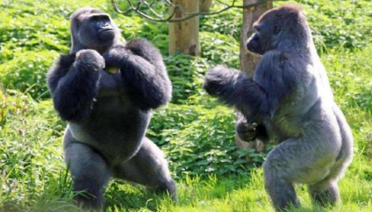 人类想要强壮需要吃蛋白粉大猩猩却不用为何会这样