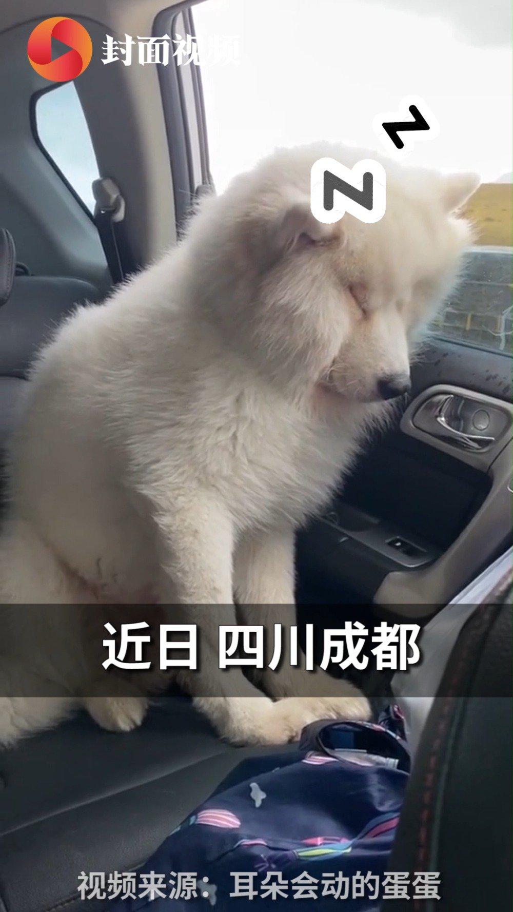 真困成狗!旅游归来狗子困到倚窗打瞌睡 网友:旅游后的完美写照_新浪新闻