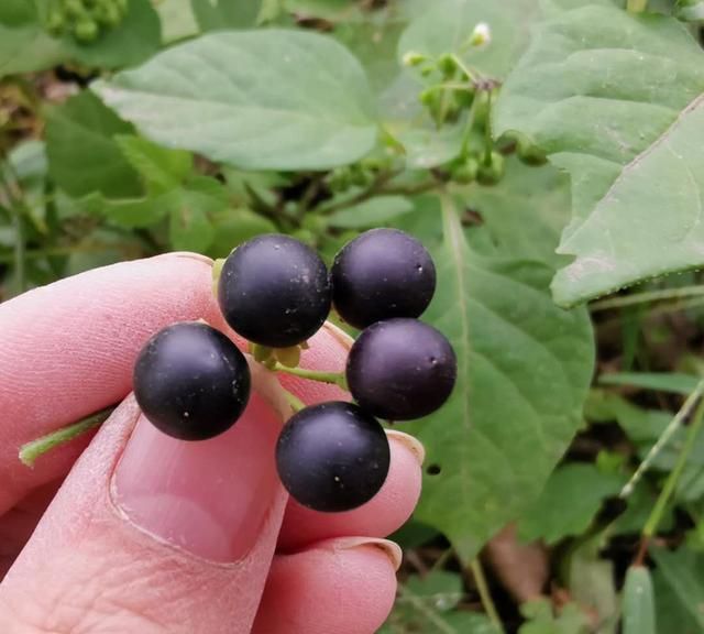 最后这一种是在野外遇到的黑天天,我们老家叫做天天子,这样的果实在小