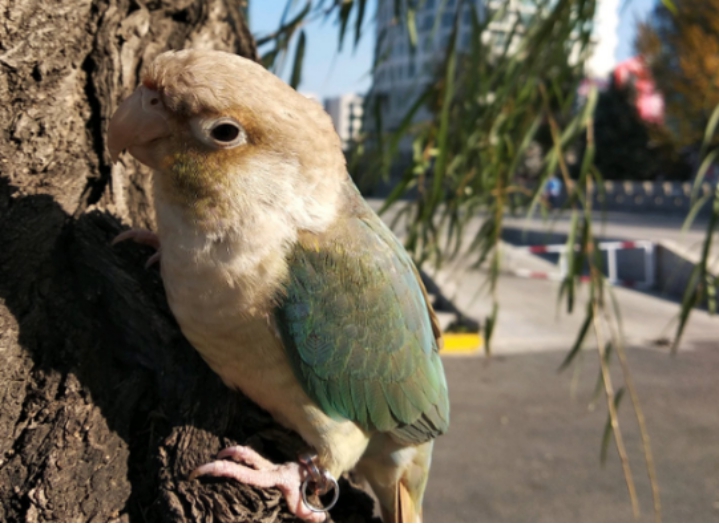 家养的鹦鹉如果飞回大自然,能活得下去吗?