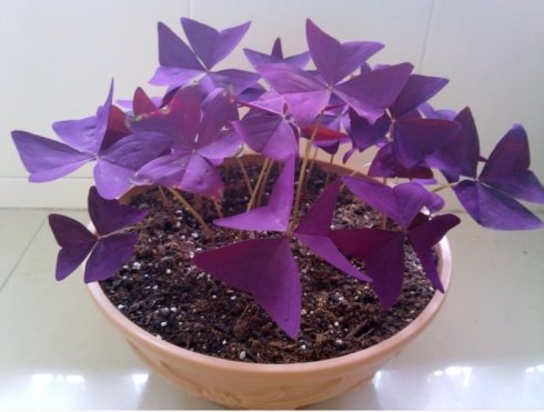 盆栽植物紫叶酢浆草怎么养好