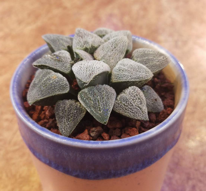 肉嘟嘟的白银寿,像个小白胖子,养一盆特可爱!