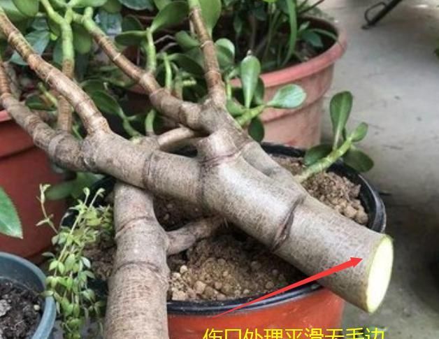 30年的老桩玉树分盆,教你2个方法,1盆变2盆