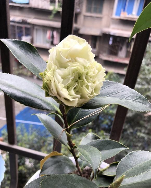 5以上,不会呈现偏中性和碱性的情况,这才能刺激绿可娜茶花生长发育且