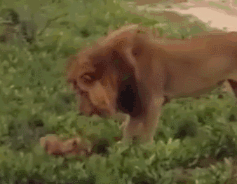 犯错被雄狮责罚,小狮子很委屈,找到妈妈撒娇:爸爸欺负我!