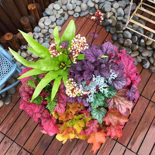 3种极美的彩叶盆栽,叶子比花都亮眼,净化能力强能当花赏