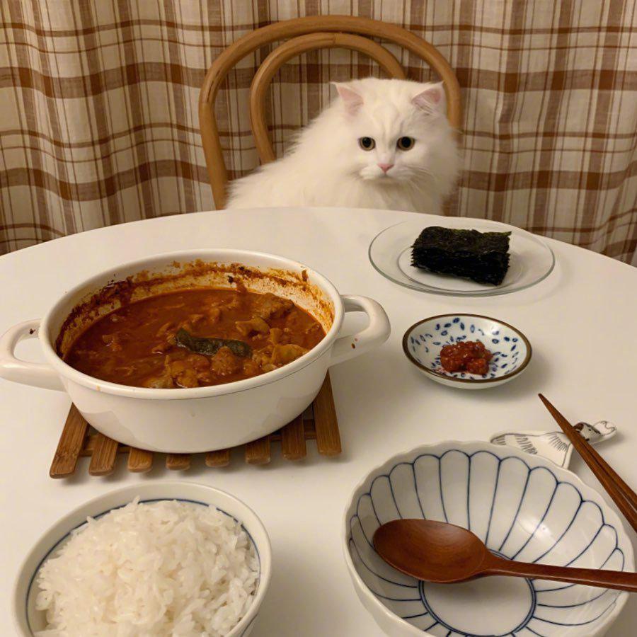 好可爱的猫咪哦吃饭时有它的陪伴最开心啦