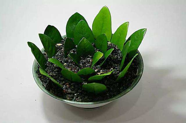 盆栽植物美铁芋怎么养好?