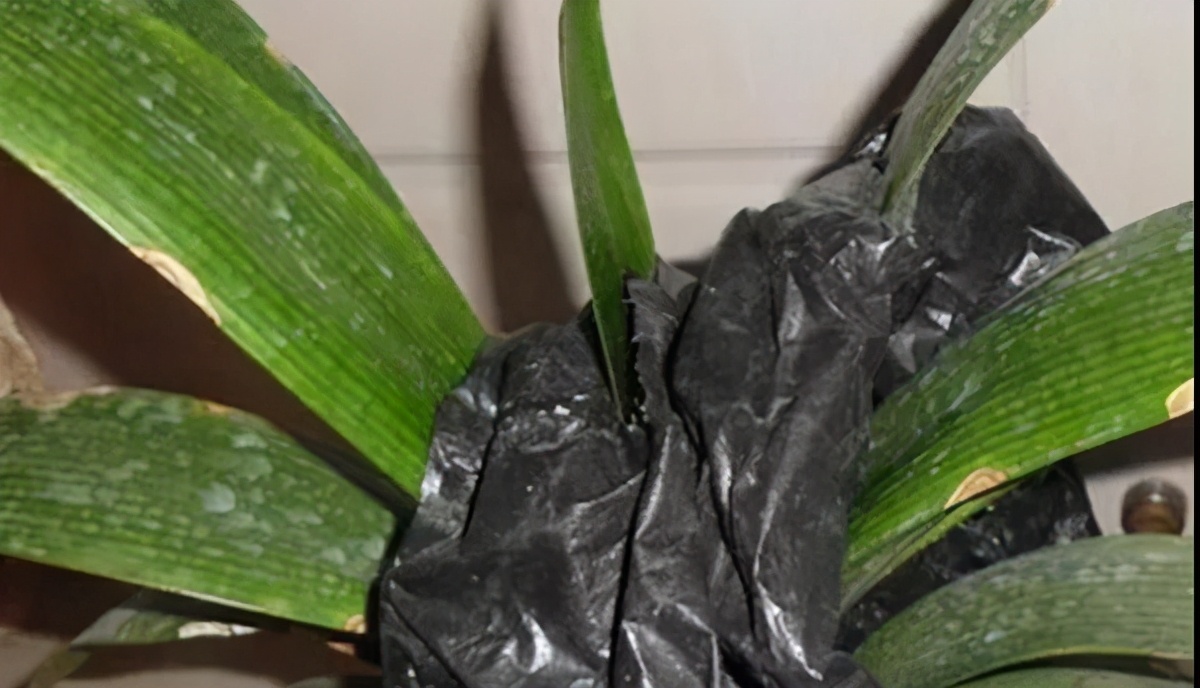 首先要找来一个黑塑料袋,之后直接将袋子套在君子兰的花芽处,注意不