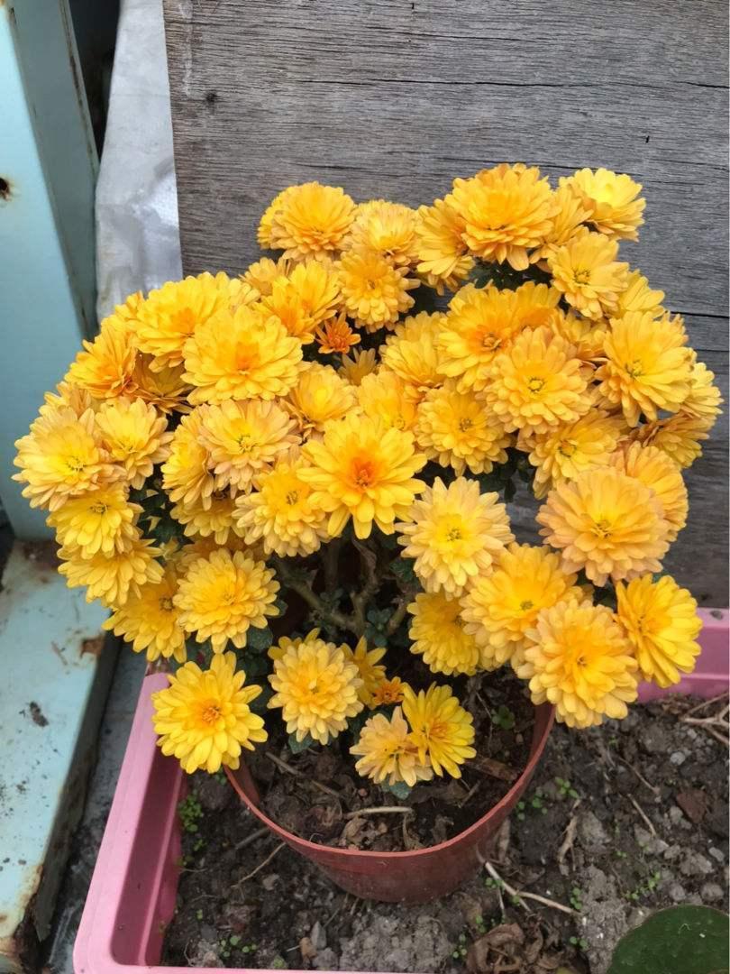 10月份开始,千头菊已经开花了,很多小菊花挤满了花盆