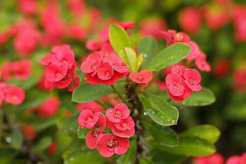 此花艳丽喜庆四季常开,懒人养花都爱它|海棠花|四季|金边吊兰_新浪