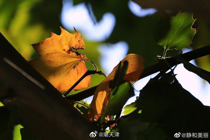 【天津的秋天来了!】阳光洒在金黄的枫叶上,微风徐来,枫叶便随风摇曳!