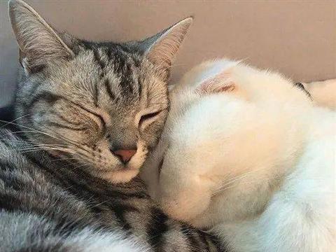 相互拥抱的喵星人看着就很温暖
