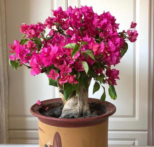 室内养三角梅盆栽抓住5个重点顺利过冬还能照旧开花