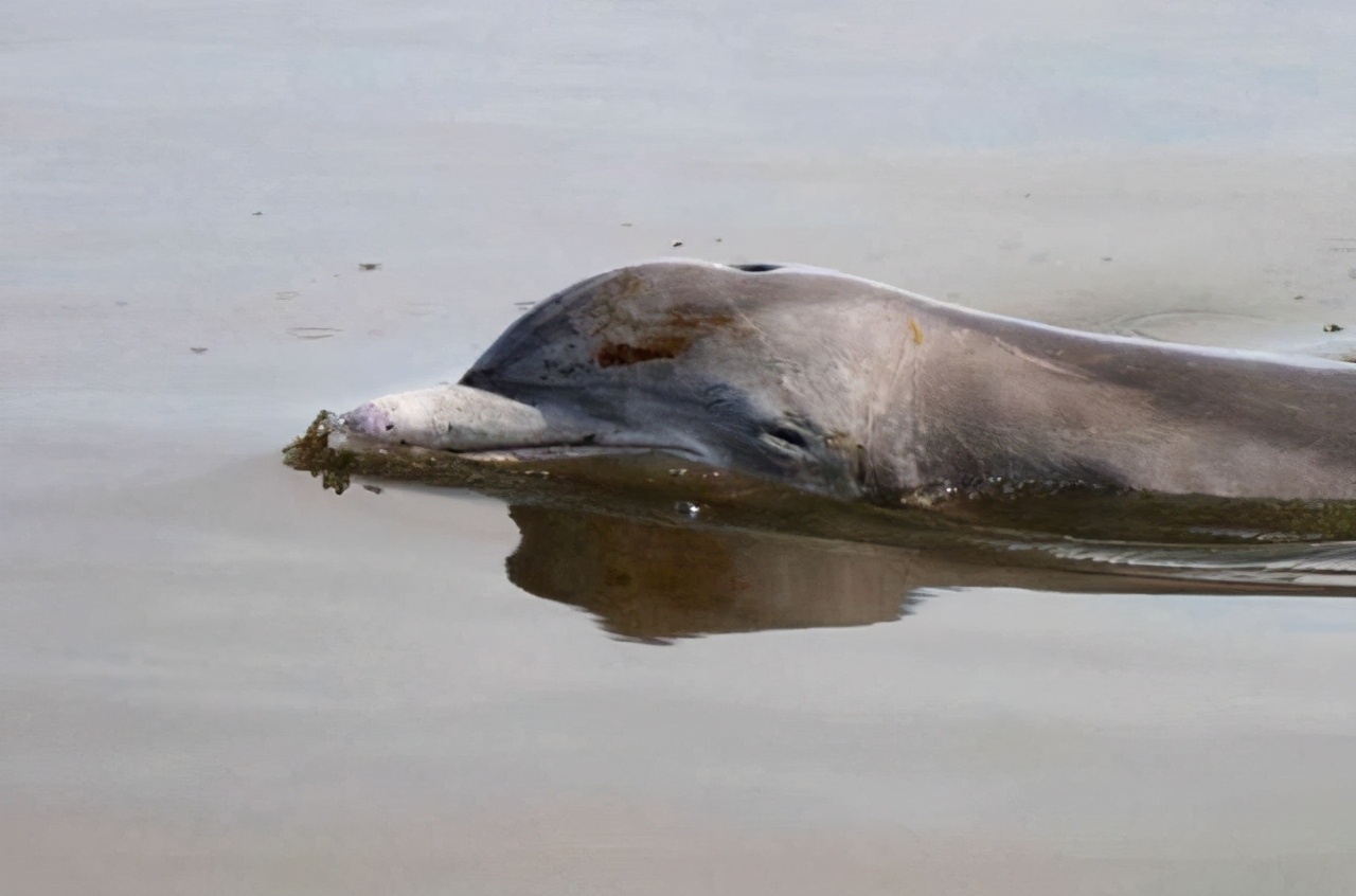 得克萨斯城海滩发现无眼鱼专家经过调查推断应有三个原因