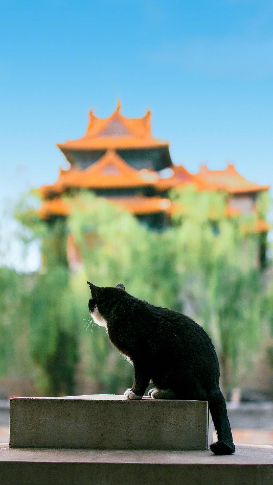 故宫的御猫,自带一种王者之气