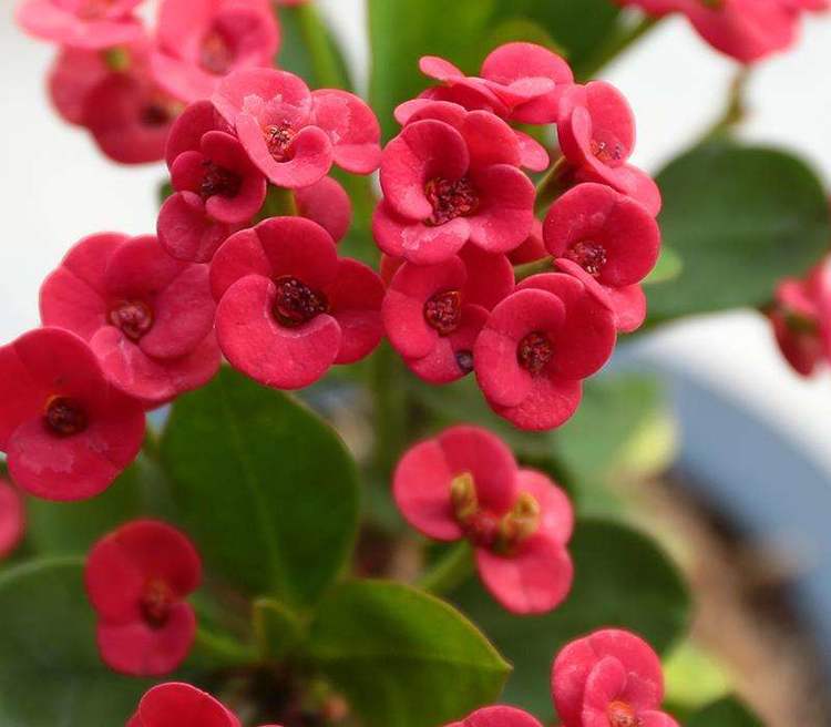 此花艳丽喜庆四季常开,懒人养花都爱它|海棠花|四季|金边吊兰_新浪