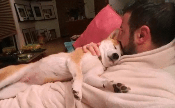 柴犬从小都趴在主人身上睡觉,没想到一年后,它却忘记自己长大了