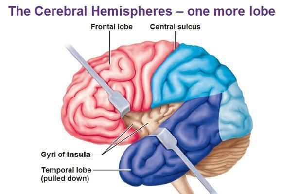 他相信当时的学说,就是额前叶是一个所谓的"静区",可以认为是脑中的一