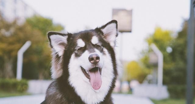 你有六种类型的家庭需要避免吗|哈士奇|拉布拉多|阿拉斯加_新浪新闻