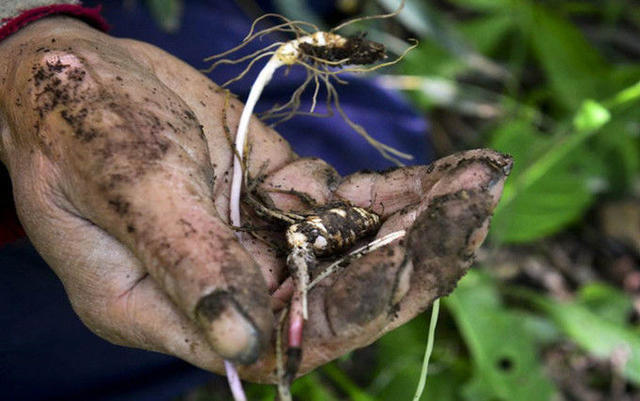 中医认为"乪(nang)人参"含有丰富的锌元素,这是一种天然的参锎嘉镏