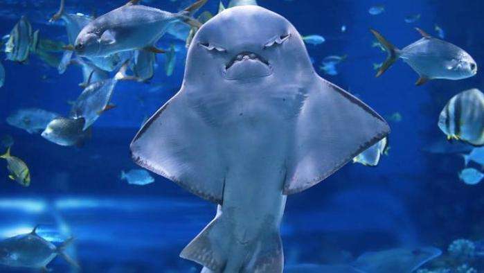 在威尔士发现了其踪迹,曾是某人的战利品|威尔士|天使|鲨鱼_新浪新闻