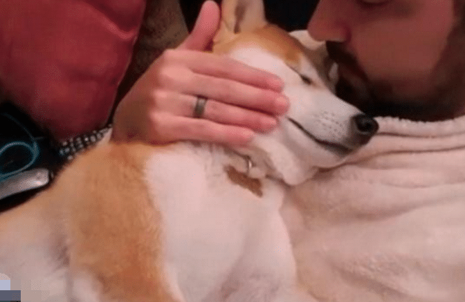 柴犬从小都趴在主人身上睡觉,没想到一年后,它却忘记自己长大了