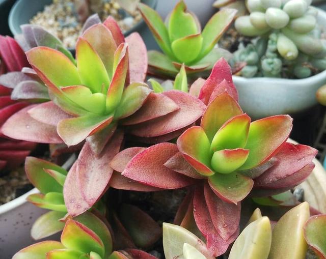 多肉中红火热闹燃烧的火莲火祭这么养生机盎然喜庆非凡