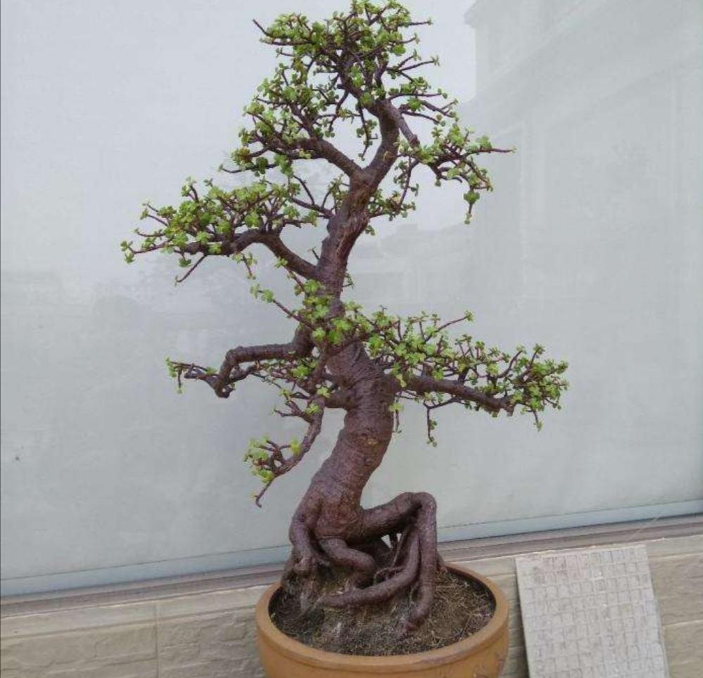 金枝玉叶养成老桩价值高,记住养护要领,枝繁叶茂颜值高