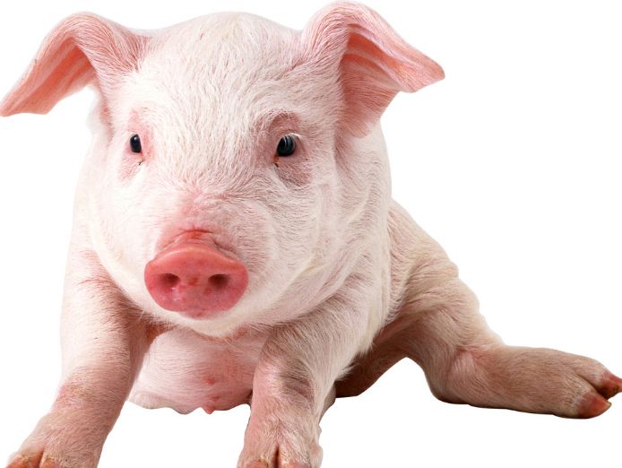 103岁高僧说了猪猪猪10月底要祸从天降能躲过必有大福