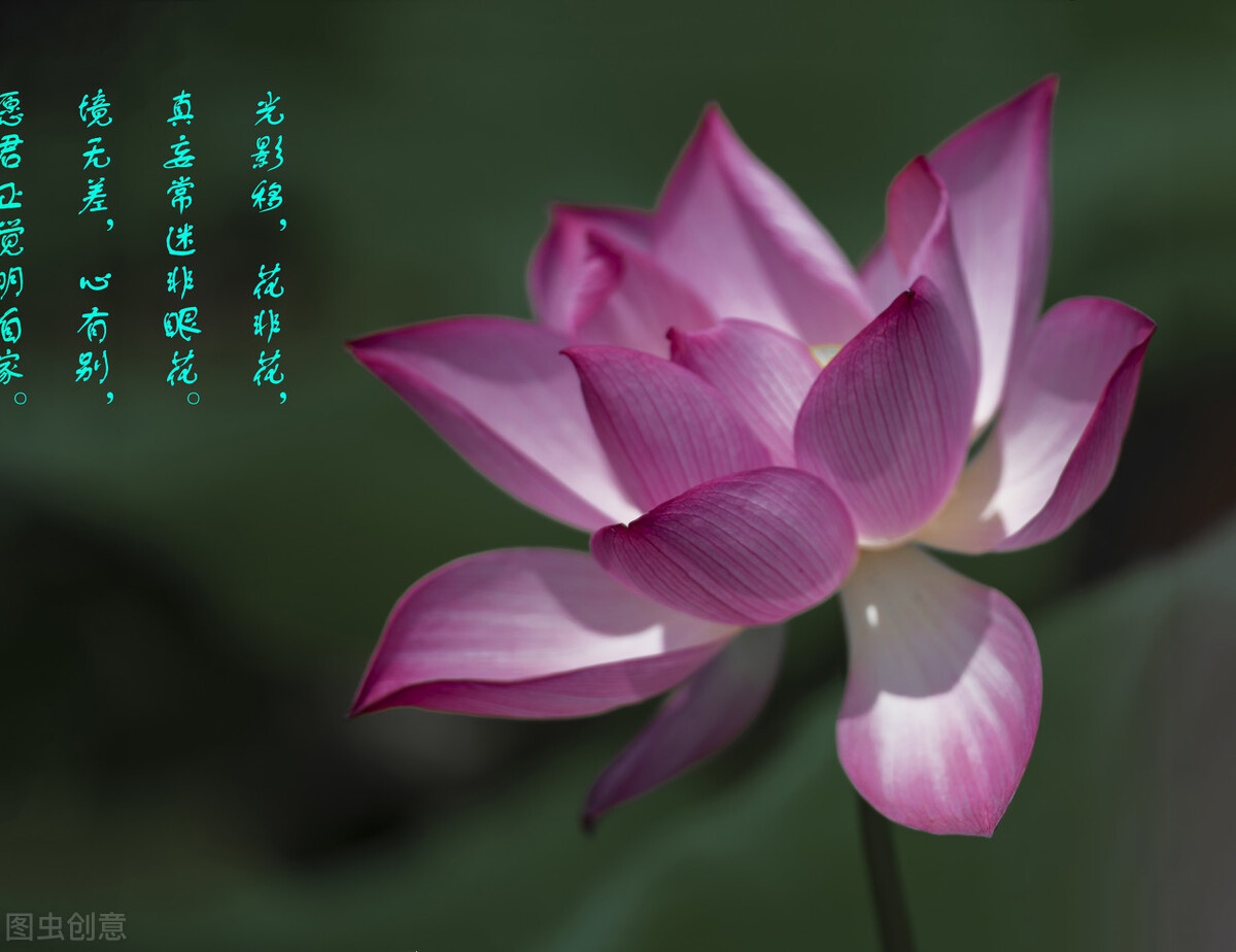 心灵禅语随缘不是得过且过因循苟且而是尽人事听天命