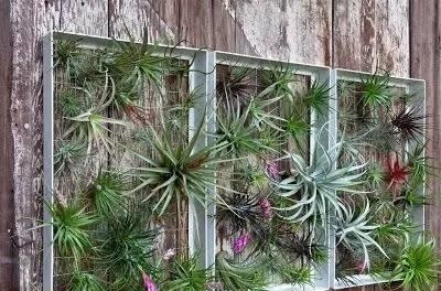 养花没地儿放?此2种花"挂墙上"真美艳,家人都夸好看