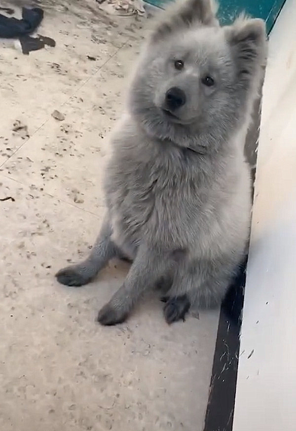 主人晒出灰色萨摩耶还以为是什么新品种了解情况后笑抽了