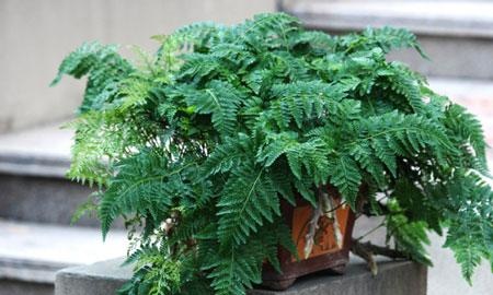 1种花卉"气根"长满毛,听名字让人"害怕",其实好养,漂亮|狼尾蕨|植株