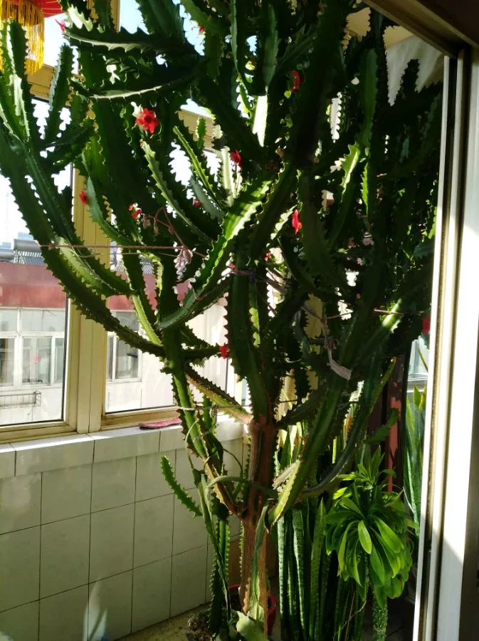 龙骨|养护|屋顶_新浪新闻