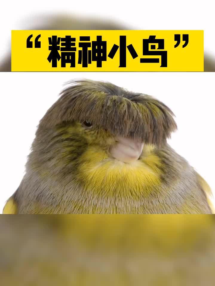 格洛斯特金丝雀也叫凤头金丝雀