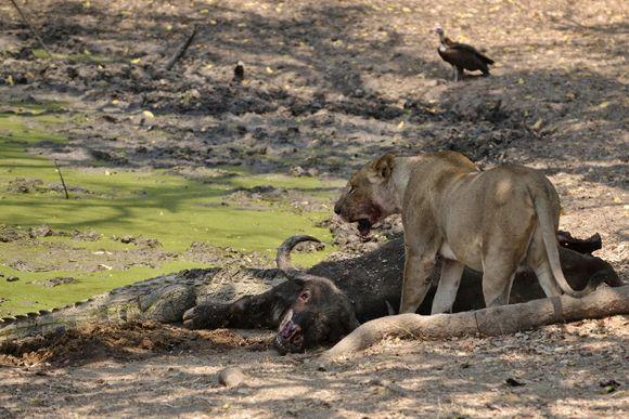 鳄鱼也有怂的时候,面对狮群不敢吭声,只敢在狮群吃完后抢夺残骸