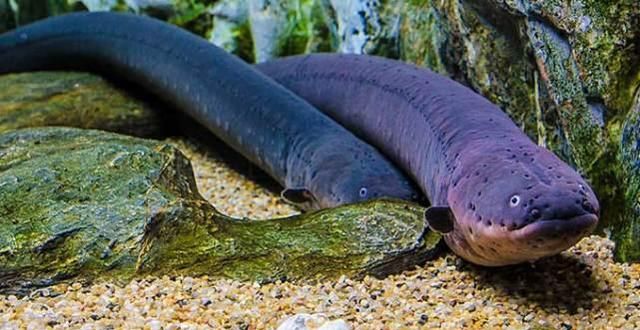 遇到捕食者,例如鳄鱼,电鳗也不慌不忙,当鳄鱼主动靠近招惹电鳗后,电鳗