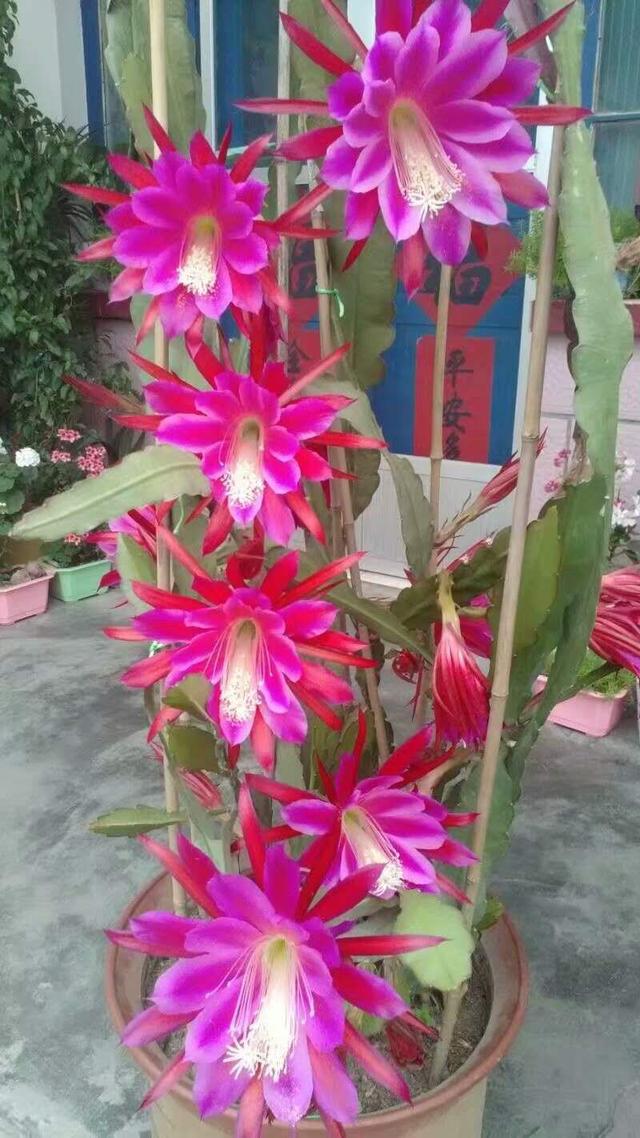 养了20盆大腰带开出大荷花令箭荷花高手就是豪横