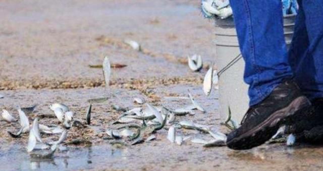 世界上会下鱼雨的国家,上万条活鱼从天而降,仿佛置身童话一般!