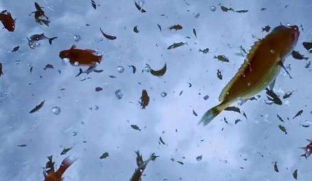 世界上会下鱼雨的国家,上万条活鱼从天而降,仿佛置身童话一般!