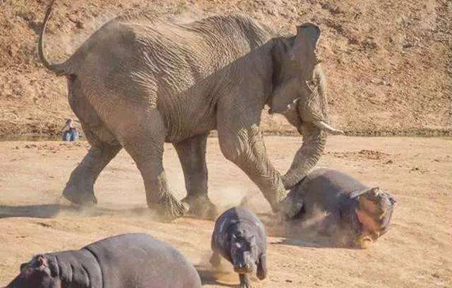 笨重的河马居然要挑战大象,看来是一场精彩绝伦的大战啊!