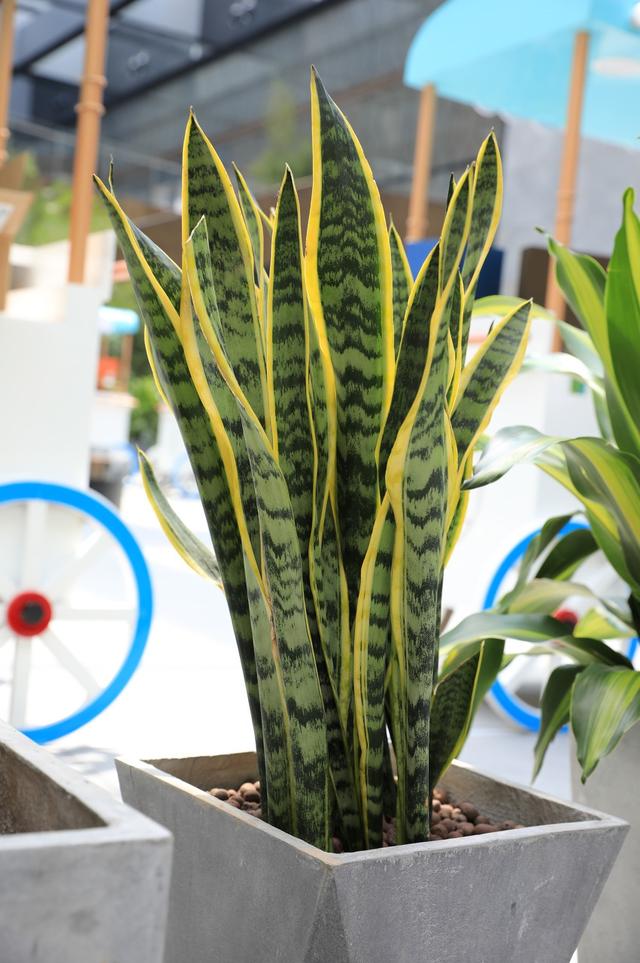 秋天养虎皮兰避开4个怕笋芽飕飕冒窜到一米八